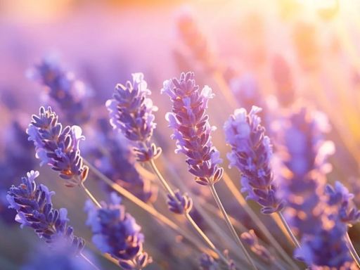 Cómo multiplicar la lavanda: el método definitivo para reproducirla en casa