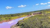 A Hawaii refuge pond has turned eye-catching pink and scientists think they know why