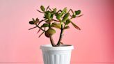 12 Best Houseplants to Give as Gifts