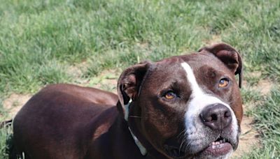 Diesel, the Beaver County Humane Society's 'Dog of The Week,' seeks forever home