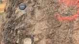 Paleontologists make rare discovery of 256 dinosaur egg fossils in India