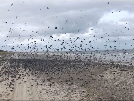 Photo Shoot: The Birds