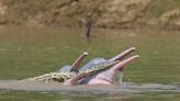 2 male dolphins were seen playing with an anaconda while sexually aroused in a perplexing encounter captured by researchers