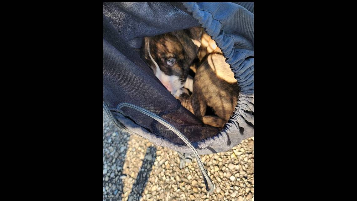 Park worker saves ‘adorable’ puppy found stuffed in drawstring bag, Ohio cops say