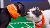 Your Guide to Puppy Bowl Sunday: How To Watch the *Real* Big Game