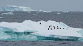 No quick fix to reverse Antarctic sea ice loss as warming intensifies - scientists