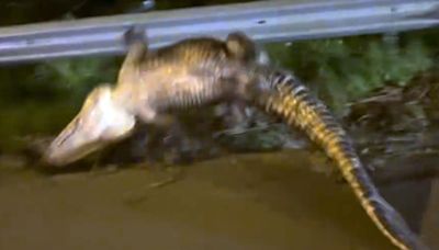 VIDEO: Huge alligator’s ‘death roll’ defies NC deputies in struggle along coastal highway