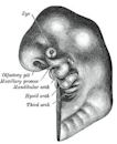 Embryo drawing