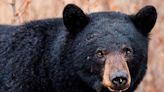 Dog killed, another injured in New Jersey bear attacks days apart