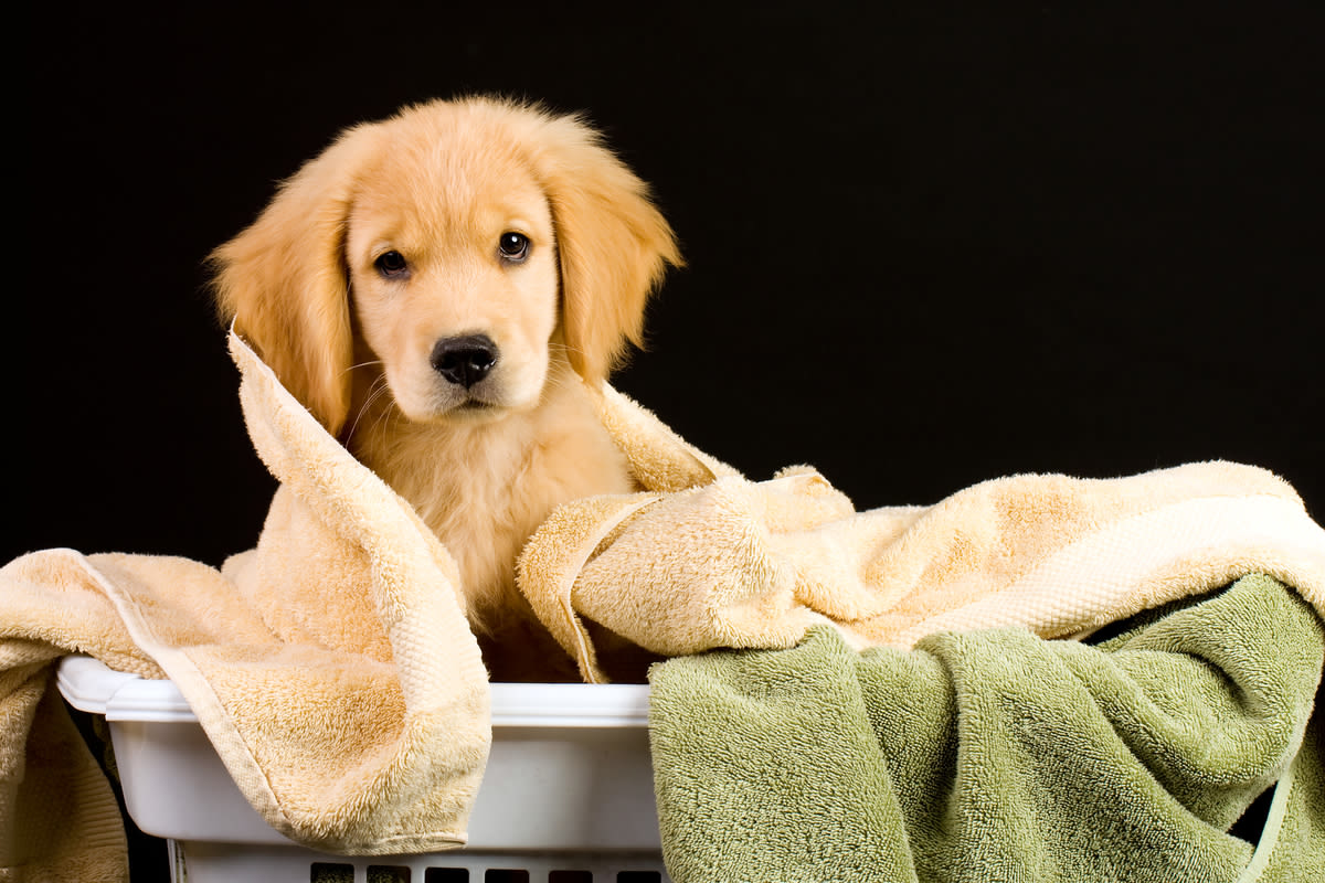 Dad's Kind Gesture Toward Golden Retriever Puppy Who's Scared of the Bath Is Everything