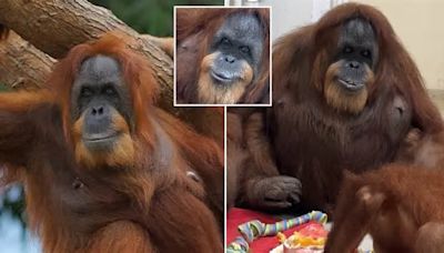 Orangu-NAN! World's oldest orangutan celebrates her 63rd birthday - making her the same age as Barack Obama, Eddie Murphy, and Jennifer Coolidge