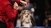 The National Dog Show returns on Thanksgiving — here's how you can watch it