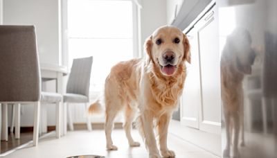 Lucky Golden Retriever Scores $50 Piece of Steak From Devoted Dad