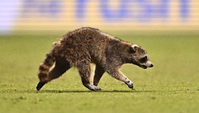 Rogue Raccoon Causes 'Record-Setting' Delay During MLS Match