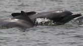 How Can We Save Africa’s Mysterious ‘Humpback’ Dolphin?