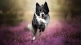 Border Collie Wins Prestigious Award at Cannes Film Festival