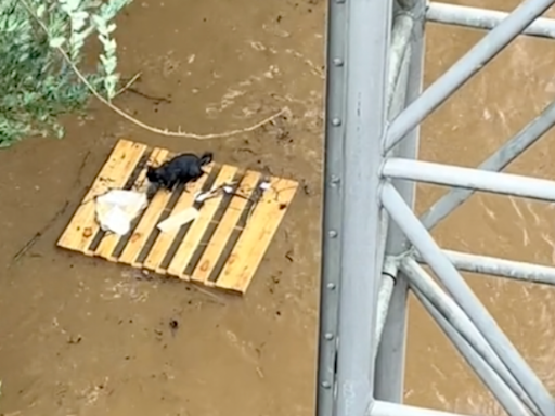 Video of Man Racing to Rescue Cat From Devastating NC Floods Tugs at the Heartstrings