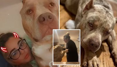 XL Bully owner was celebrating birthday when she was mauled to death - as videos emerge of her defending breed