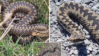 The locations of every snake spotted in the North East and if they are dangerous