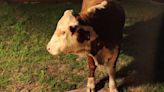 Young bull breaks out in search of bananas at neighbor’s house