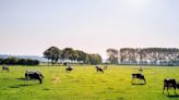 Methane Rising: Three questions investors in the food sector should ask their portfolio companies - EDF+Business