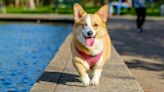 Here are tips to keep pets safe in the sweltering heat