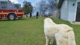 Hero dog refused to stop barking until family noticed spreading fire, Florida cops say