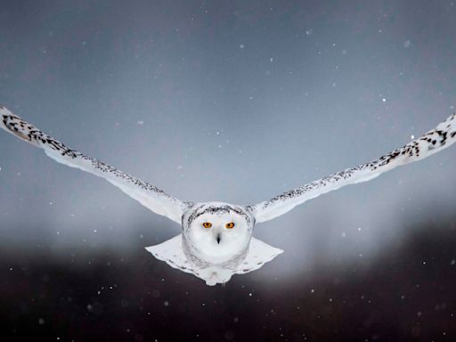The Snowy Owl Is Quirkier Than You'd Expect