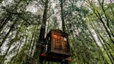 This treehouse hotel sits in an otherworldly forest. Here's how to book a reservation