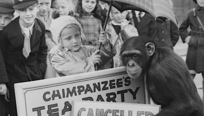 Hugh Linehan: Betty the chimp: Was Dublin Zoo’s tea party favourite really a terrifying matriarch and bully?