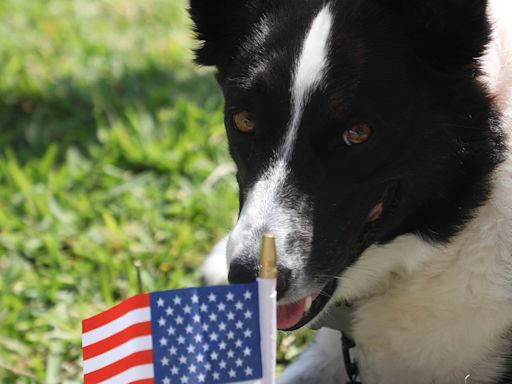 6 tips to keep your dog calm during fireworks on Fourth of July