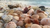 Mom smacked with $89k fine after kids collect clams thinking they were seashells - Dexerto