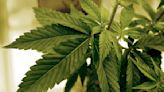 Two tribal nations to open Minnesota's first legal recreational marijuana dispensaries