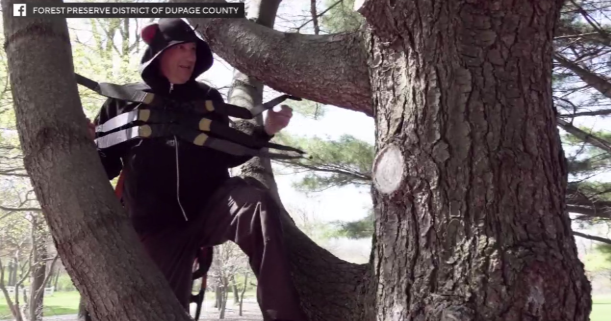 Chicago area forest preserve workers acts out the life cycle of a cicada