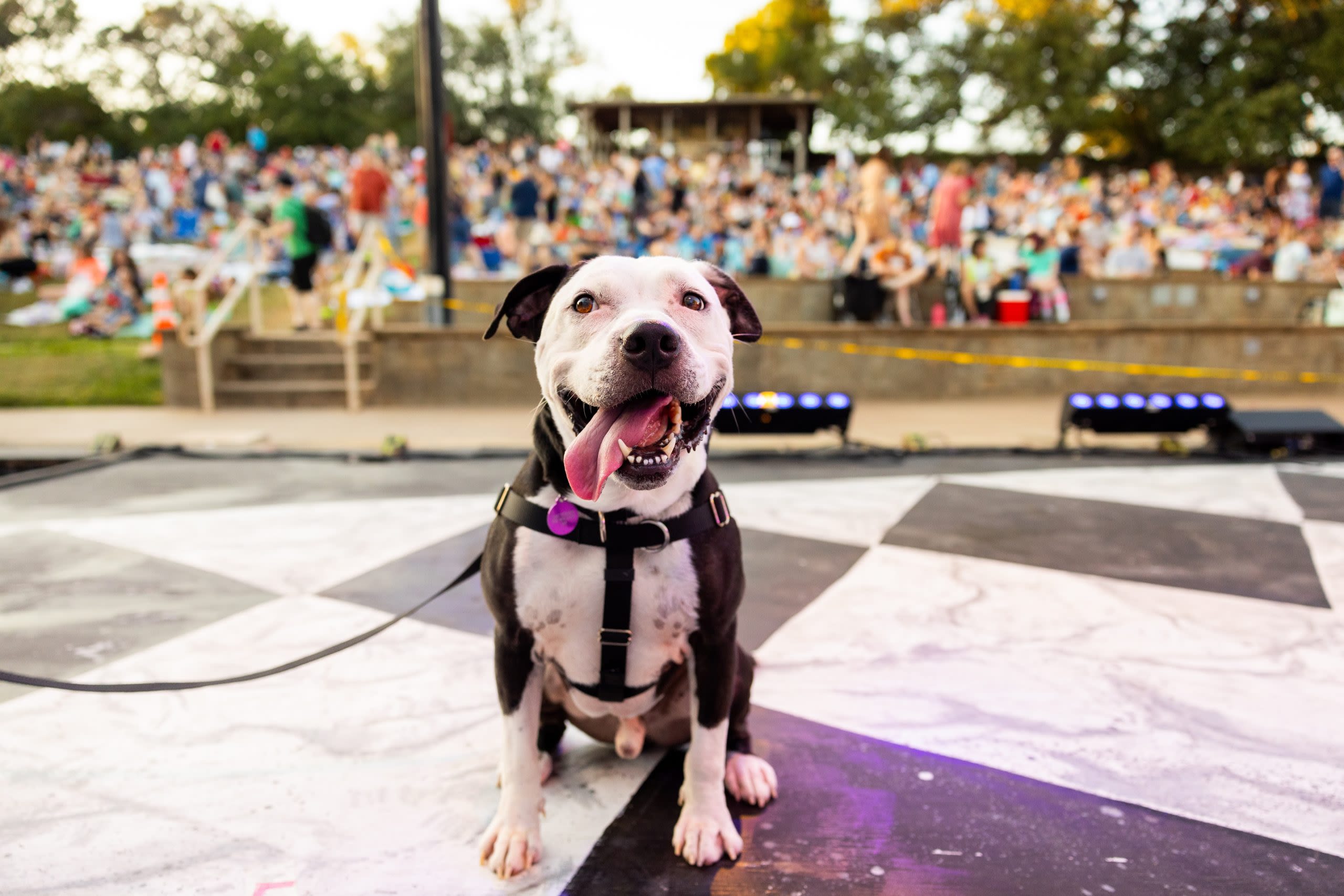 Longtime Austin shelter dog to star in Legally Blonde the Musical