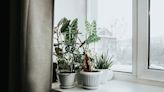 Give Your Indoor Plants the Gift of a Good and Productive Winter