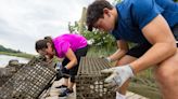 ‘Oyster renaissance:’ 6 billion oysters have been added to the Chesapeake Bay, alliance reports