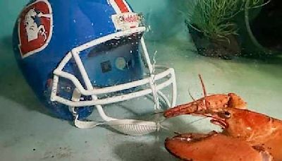 Meet Crush, the rare orange lobster diverted from dinner plate to aquarium by Denver Broncos fans