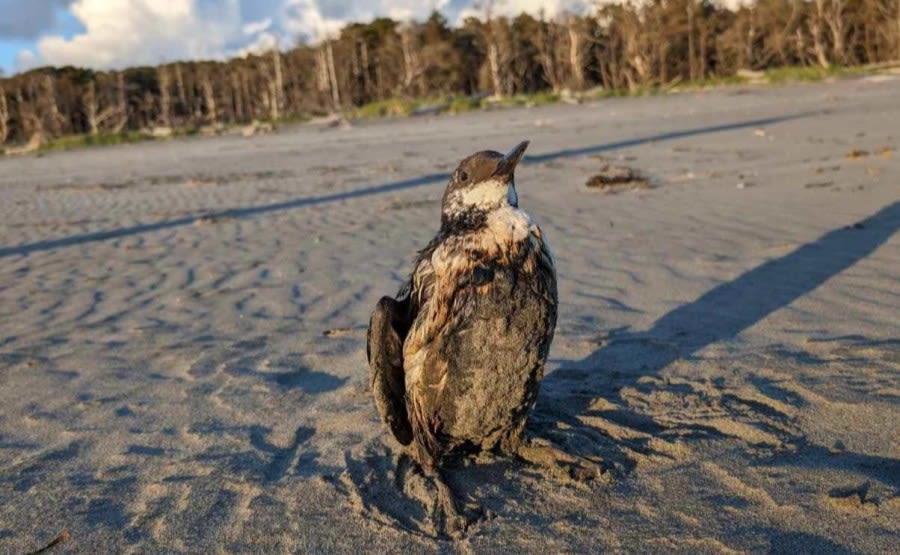 Oil-coated birds washing ashore in Oregon, Washington, officials say