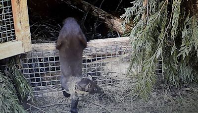 Pine martens are returned to southern England for the first time in a century