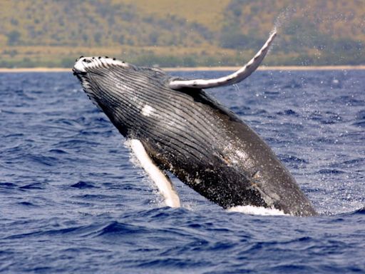 WATCH: Breaching Humpback Whale Capsizes Boat Off New Hampshire Coastline
