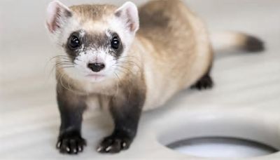 2 more endangered ferrets cloned from animal frozen in the 1980s: "Science takes time"