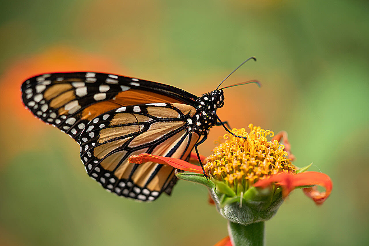 Beyond milkweed: Creating a migratory oasis for monarchs