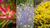 Best drought-tolerant shrubs – 12 hardy choices that can thrive with less water