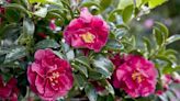 12 Shrubs You Can Plant To Add Privacy To Your Yard