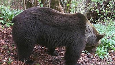 Dudas sobre la necropsia de 'Guino', el oso sacrificado: 'Queremos transparencia'