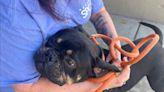 Norfolk SPCA takes in dozens of pets amid 'capacity crisis'