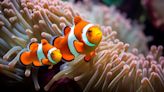 ¿Cómo obtuvo Nemo sus rayitas? Ciencia revela misterio sobre los peces