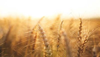 Wheat futures gain amid dry weather, Black Sea supply concerns