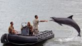 Here's what happens when US Navy special operators go up against dolphins trained to keep them out of sensitive bases